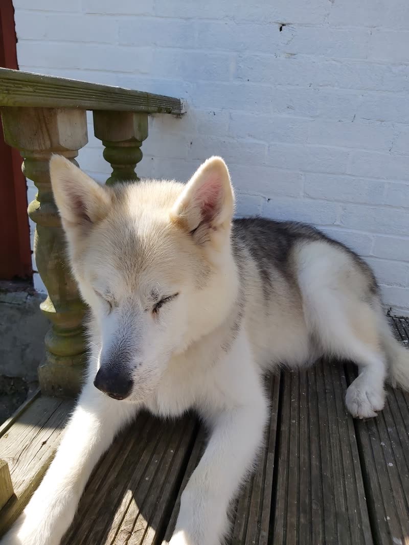 A grey and white husky puppy resting on a sunlit wooden deck against a white painted brick wall