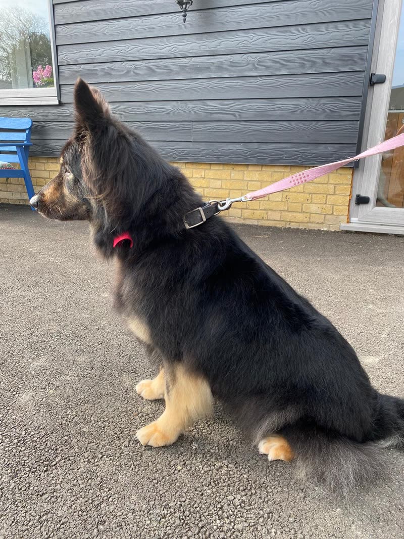 A long-coated German shepherd on a pink lead waiting outside before its appointment