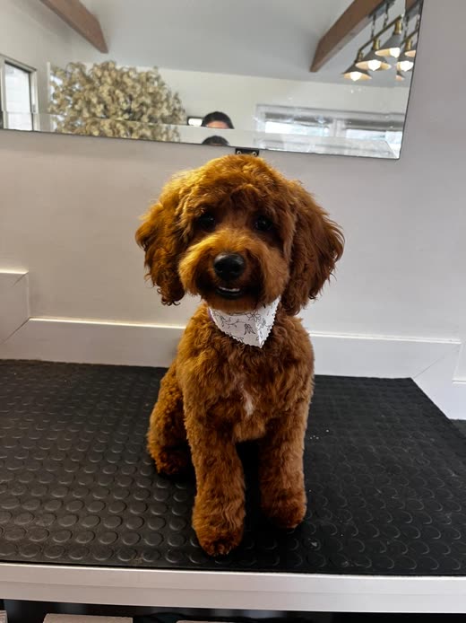 A freshly groomed red cockapoo with a bandana sitting on the grooming table in the salon
